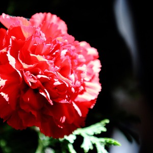 a_MG_9469