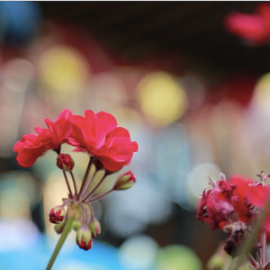 Stage Flowers